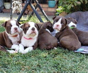 Boston Terrier Puppy for sale in LONG BEACH, CA, USA