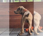 Small Photo #10 Catahoula Leopard Dog-Unknown Mix Puppy For Sale in Alexander, AR, USA
