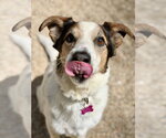 Small #1 Australian Shepherd Mix