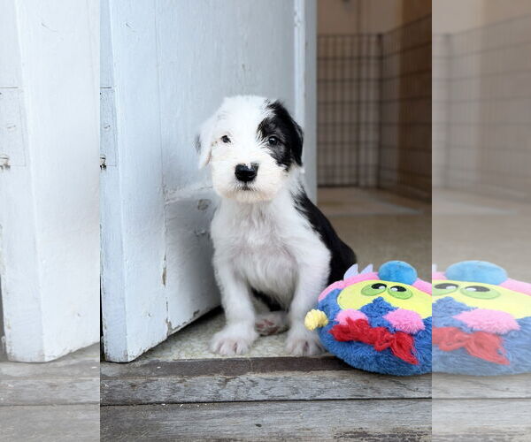 Medium Photo #2 Neapolitan Mastiff-Old English Sheepdog Mix Puppy For Sale in Marina Del Rey, CA, USA