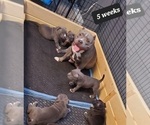 Small Photo #4 American Bully Puppy For Sale in ROCKVILLE, MD, USA