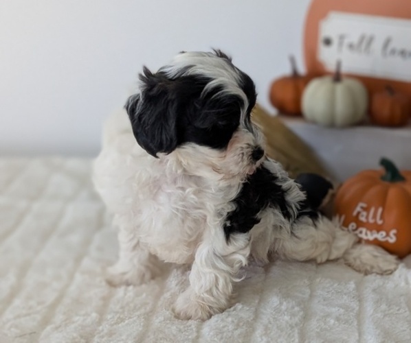 Medium Photo #73 ShihPoo Puppy For Sale in GOSHEN, IN, USA