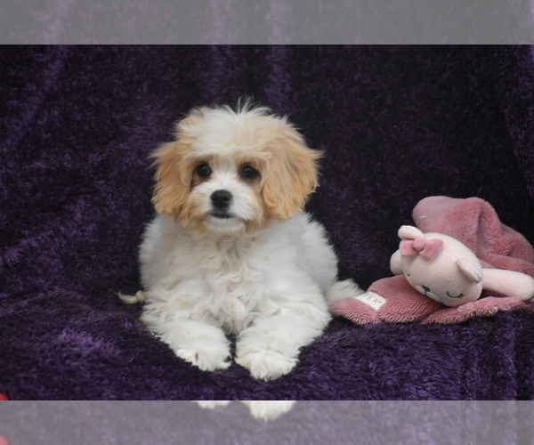 Medium Photo #2 Cavachon Puppy For Sale in ELDORADO, OH, USA