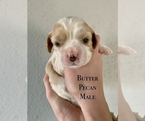 Cavalier King Charles Spaniel Puppy for sale in TULSA, OK, USA