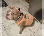 Small #1 American Pit Bull Terrier Mix