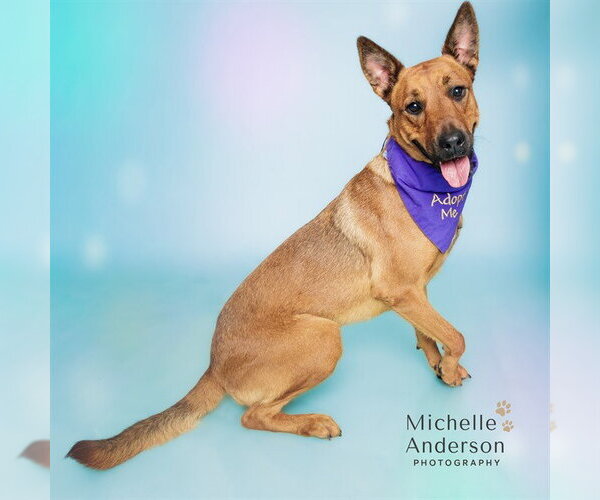 Medium Photo #2 Rhodesian Ridgeback-Unknown Mix Puppy For Sale in Corona, CA, USA