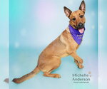 Small #1 Rhodesian Ridgeback Mix