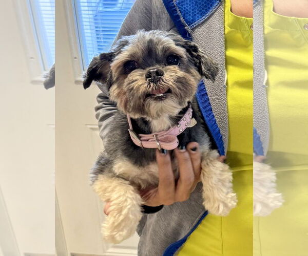 Medium Photo #2 Mutt Puppy For Sale in Boca Raton, FL, USA