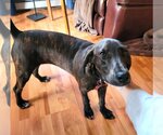 Small Photo #5 Coonhound-Plott Hound Mix Puppy For Sale in Wakefield, RI, USA
