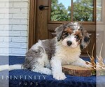 Small #1 Bernedoodle (Miniature)