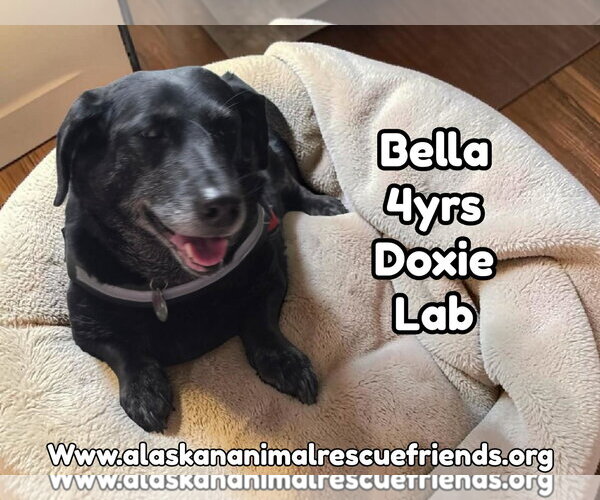 Medium Photo #3 Dachsador Puppy For Sale in Anchorage, AK, USA