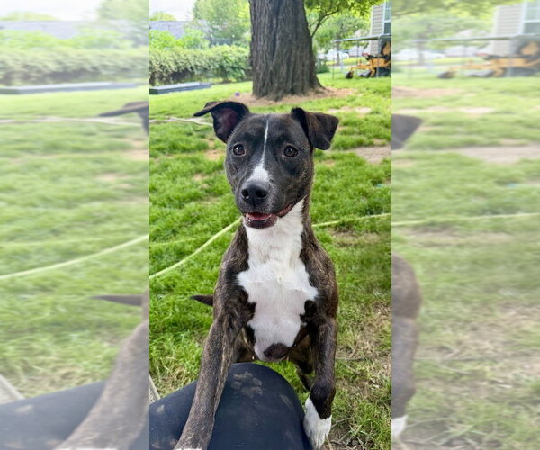 Medium Photo #3 Mutt Puppy For Sale in Boston, MA, USA
