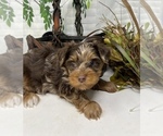 Small Photo #1 Shorkie Tzu Puppy For Sale in SELLERSBURG, IN, USA