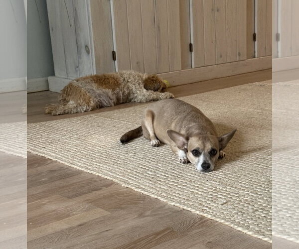 Medium Photo #11 Chiweenie Puppy For Sale in Oakhurst, NJ, USA