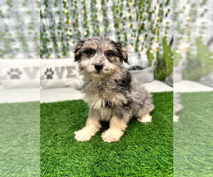 Aussiedoodle Miniature  Puppy for sale in MARIETTA, GA, USA