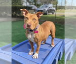 Small Photo #2 American Pit Bull Terrier-Unknown Mix Puppy For Sale in Spring Lake, NJ, USA