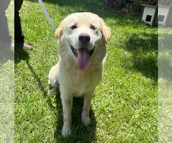 Medium Photo #1 Golden Pyrenees Puppy For Sale in Yardley, PA, USA