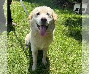 Golden Pyrenees Dogs for adoption in Yardley, PA, USA
