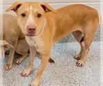 Small #1 Labrador Retriever Mix