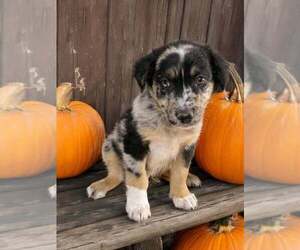 Medium Australian Shepherd