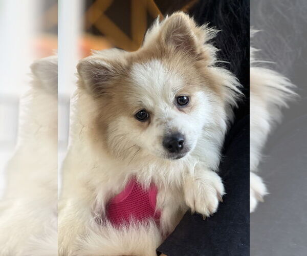Medium Photo #3 Pomeranian Puppy For Sale in Dana Point, CA, USA