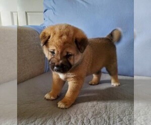 Shiba Inu Puppy for sale in HUNTINGTON, IN, USA