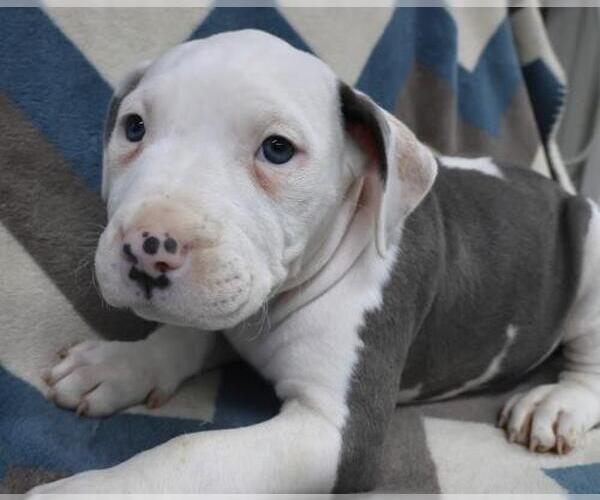 Medium Photo #1 Staffordshire Bull Terrier-Unknown Mix Puppy For Sale in Thief River Falls, MN, USA