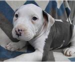 Small Staffordshire Bull Terrier Mix