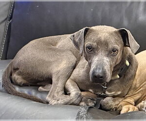 Ashly - Female Labrador Retriever-Unknown Mix Dog for Adoption - Photo #3