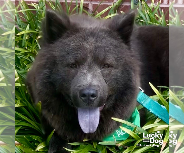 Medium Photo #8 Chow Chow-Unknown Mix Puppy For Sale in Washington, DC, USA