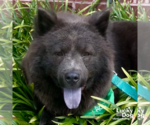 Small #7 Chow Chow Mix
