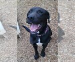 Small #3 German Shorthaired Lab