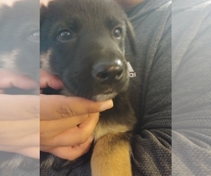 German Shepherd Dog-Unknown Mix Puppy for sale in SEATAC, WA, USA