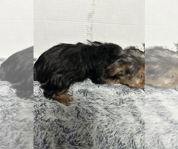 Medium Photo #4 Yorkshire Terrier Puppy For Sale in MARTIN, GA, USA