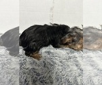 Small #3 Yorkshire Terrier