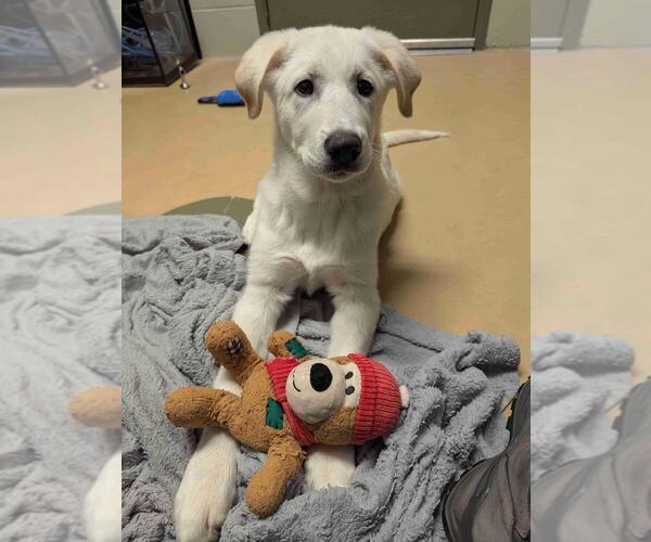 Medium Photo #2 Great Pyrenees-Unknown Mix Puppy For Sale in Andover, MN, USA