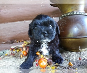 Shih-Poo Puppy for sale in BARKEYVILLE, PA, USA