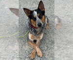 Small #11 Mutt