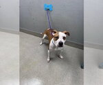 Small Mutt