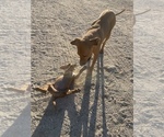 Small Photo #42 Rhodesian Ridgeback Puppy For Sale in MORONGO VALLEY, CA, USA