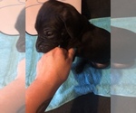 Small Photo #14 Great Dane Puppy For Sale in MINERAL WELLS, TX, USA