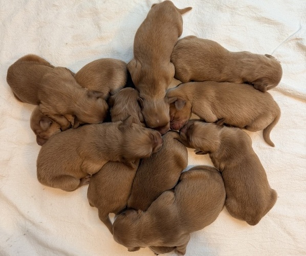 Medium Photo #1 Golden Retriever Puppy For Sale in WESLEY CHAPEL, FL, USA