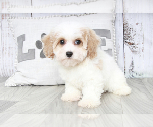 Poochon Puppy for sale in MARIETTA, GA, USA