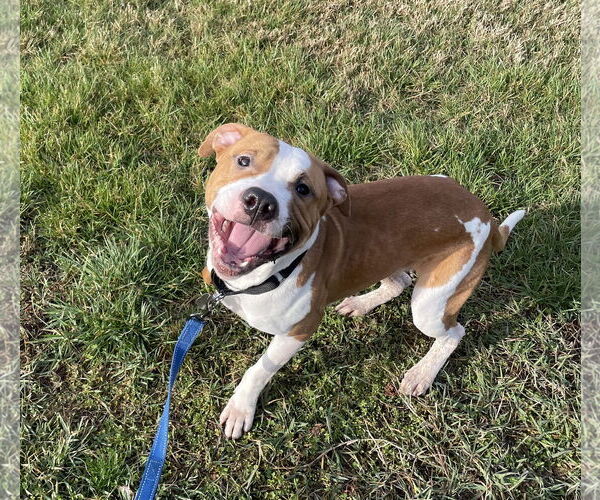 Medium Photo #10 American Bulldog Puppy For Sale in Rockville, MD, USA