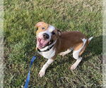 Small #9 American Bulldog
