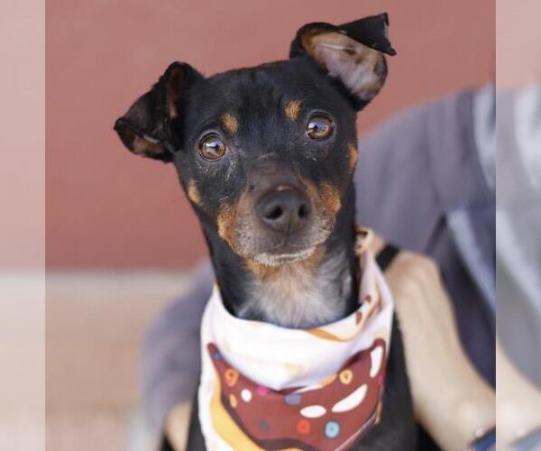 Medium Photo #1 Miniature Pinscher-Unknown Mix Puppy For Sale in San Antonio, TX, USA