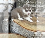 Small #17 Pomsky