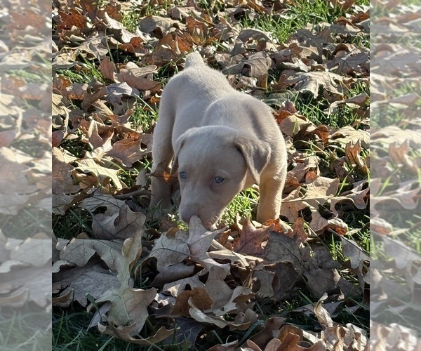 Medium Photo #34 Labrador Retriever Puppy For Sale in LEASBURG, MO, USA