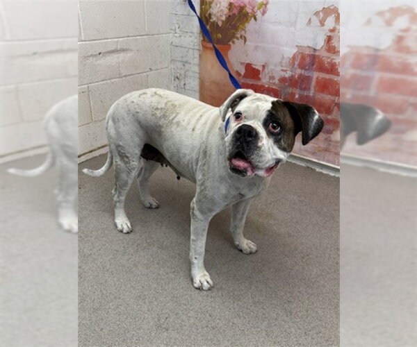 Medium Photo #1 Boxer-Unknown Mix Puppy For Sale in San Bernardino, CA, USA