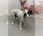 Small Boxer Mix